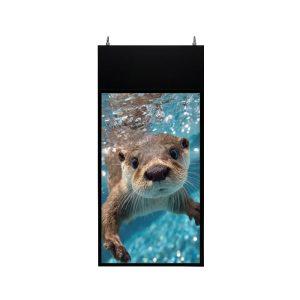 Màn Hình Thả Trần 2 Mặt 43 Inch