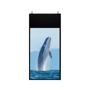 Màn Hình Thả Trần 2 Mặt 55 Inch